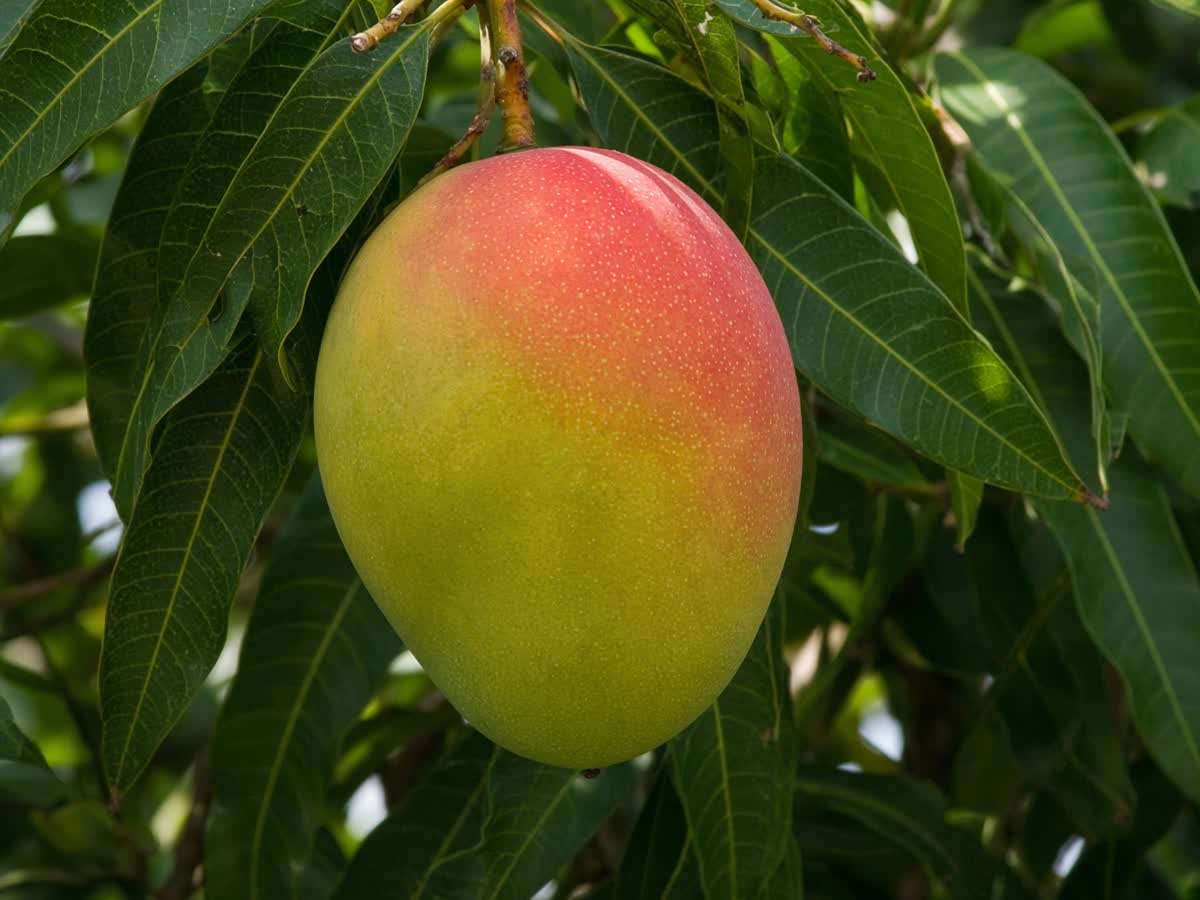 Kent fruit